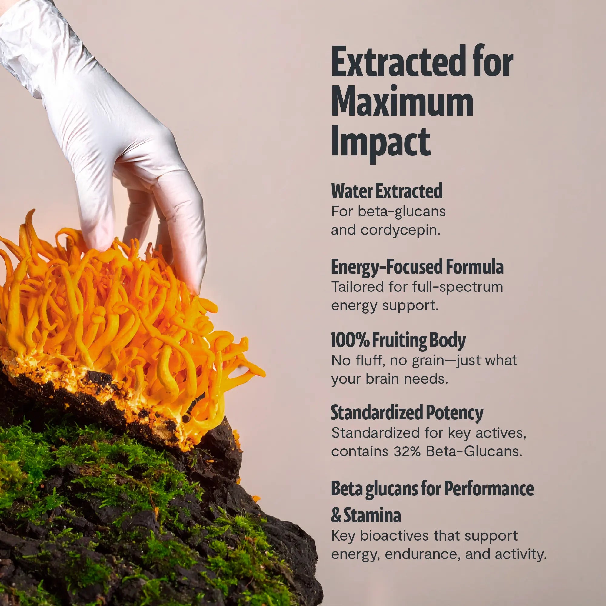Organic Cordyceps Mushroom Supplement Capsules FreshCap Mushrooms